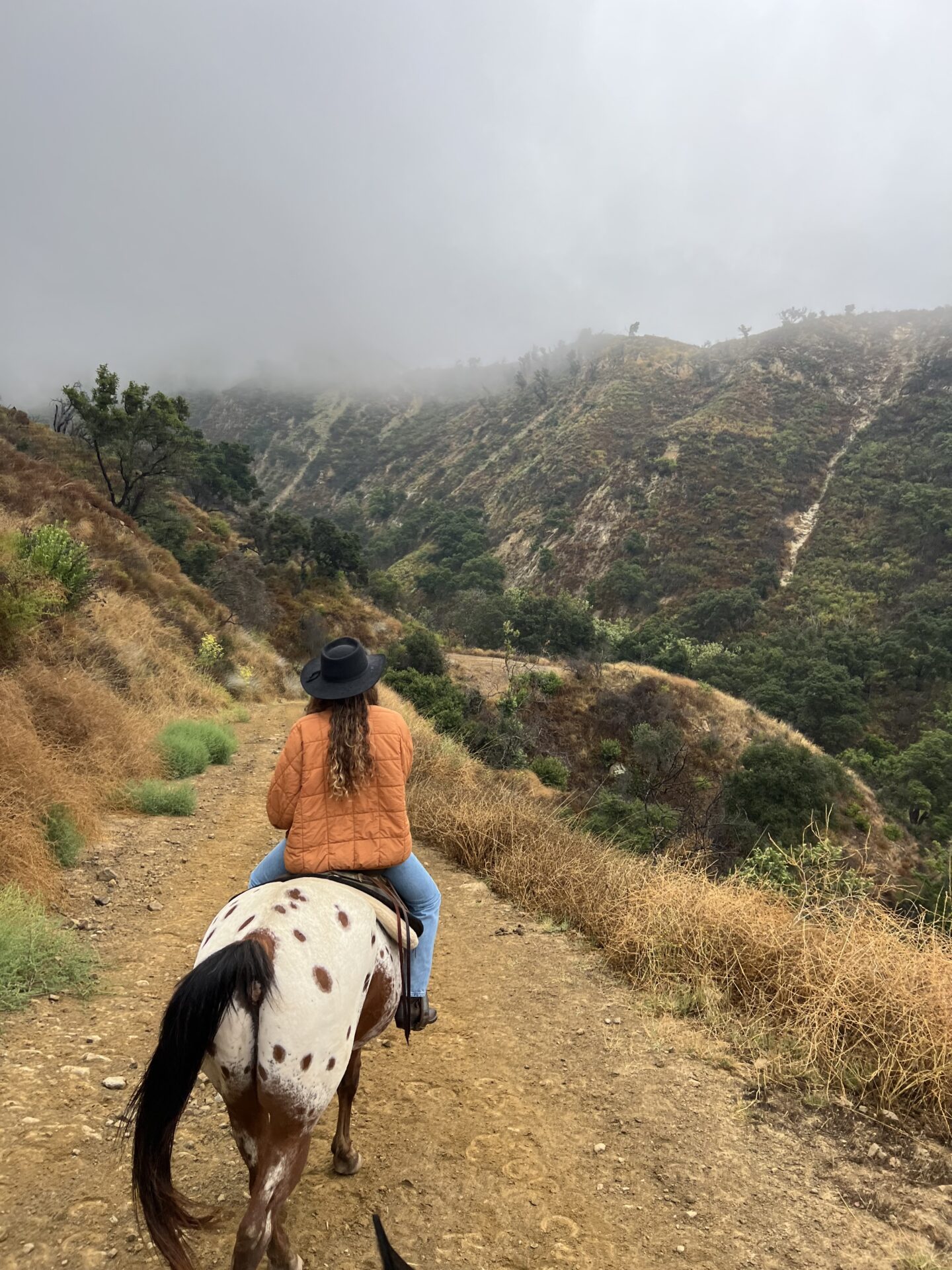 Horse in fog