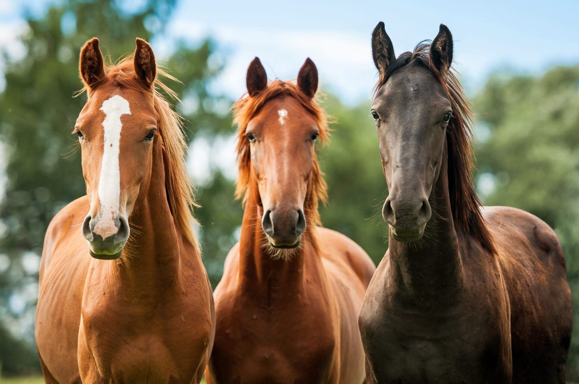 3 horses