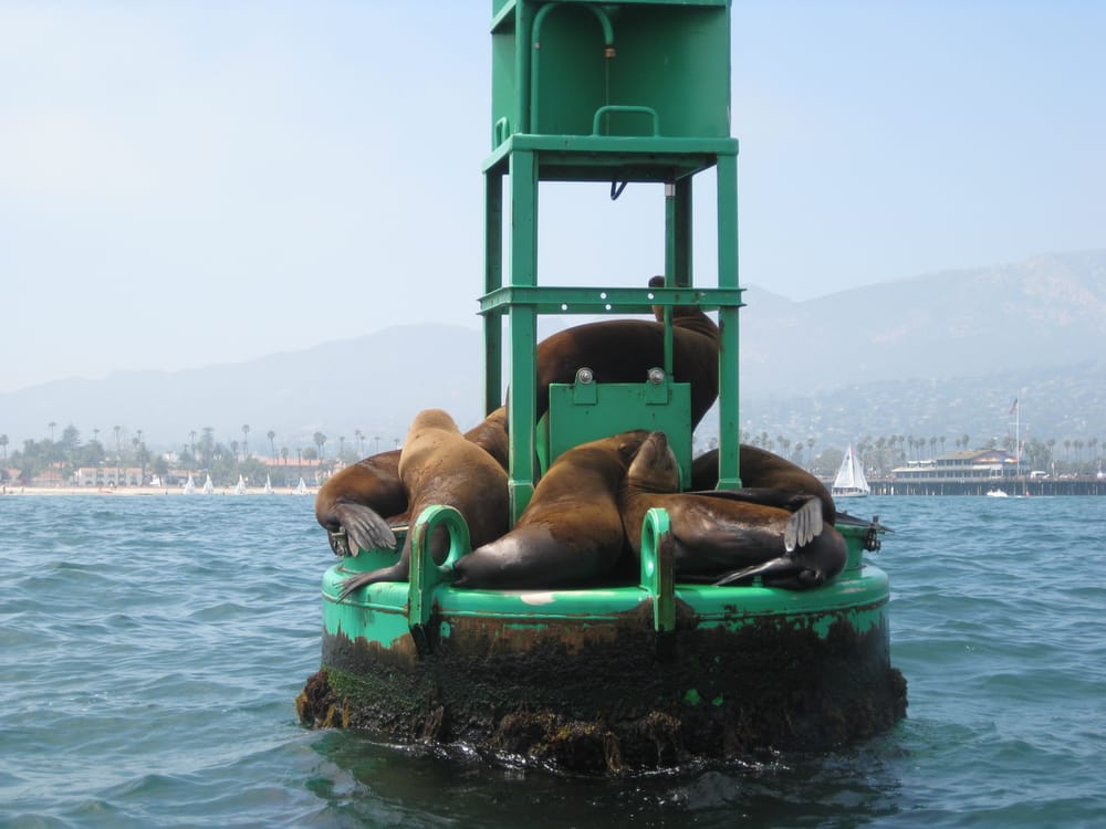 Santa Barbara Kayak Tour 1 sea lions on buoy