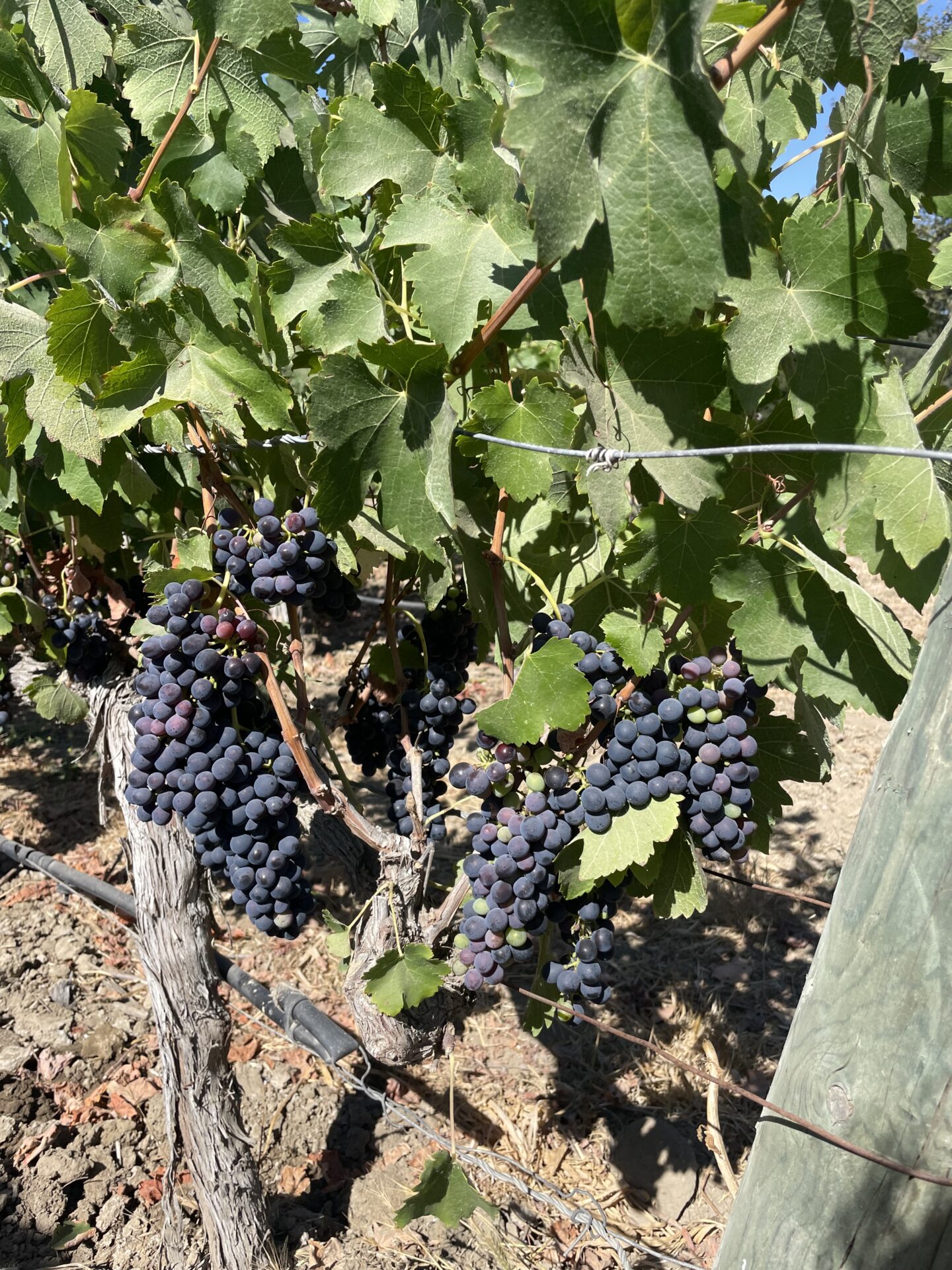 Drinking Wine with Less Sugar 1 Wine grapes